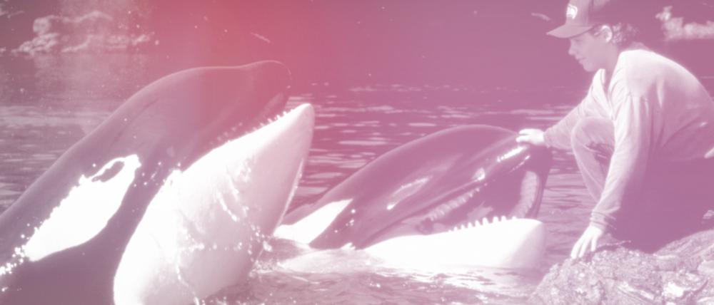 Tierischer Star: Schwertwal Keiko (Mitte) war der Hauptdarsteller in drei Filmen der Reihe „Free Willy“, hier eine Szene aus dem zweiten Teil.