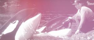 Tierischer Star: Schwertwal Keiko (Mitte) war der Hauptdarsteller in drei Filmen der Reihe „Free Willy“, hier eine Szene aus dem zweiten Teil.