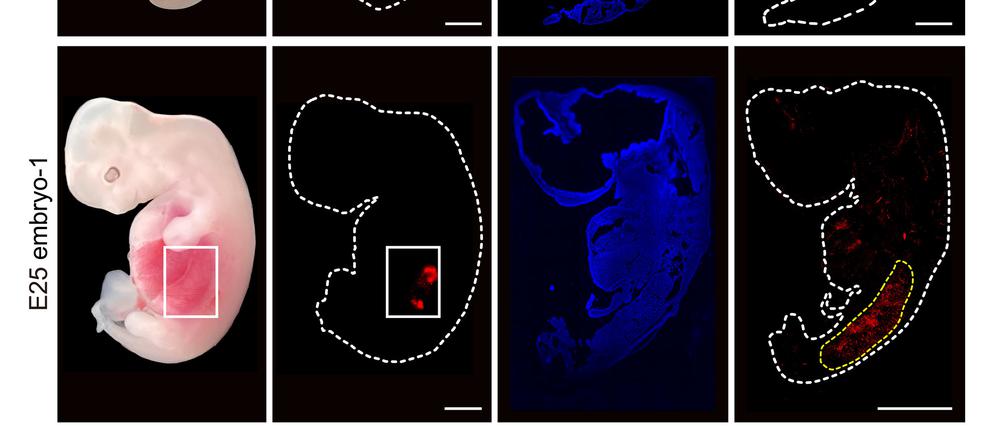  Eine grafische Darstellung zeigt «humanisierte» Nierenzellen (rote Fluoreszenz) im Inneren von Embryos von Schweinen im Vergleich zu normalen, nicht manipulierten Schweineembryos.