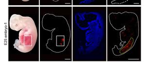 Eine grafische Darstellung zeigt «humanisierte» Nierenzellen (rote Fluoreszenz) im Inneren von Embryos von Schweinen im Vergleich zu normalen, nicht manipulierten Schweineembryos.