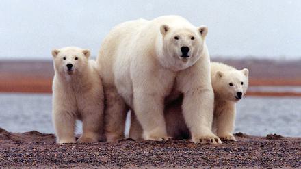 Eisbären in Alaska: Die Arktis erwärmt sich sehr schnell.