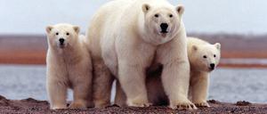 Eisbären in Alaska: Die Arktis erwärmt sich sehr schnell.