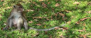 Ein Langschwanzmakake sitzt im „Monkey Temple“ - Wat Sok Tham Phanthurat - in der Provinz Surat Thani in Thailand.