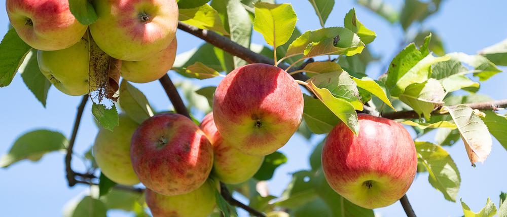 Äpfel hängen an einem Apfelbaum, Symbolbild.