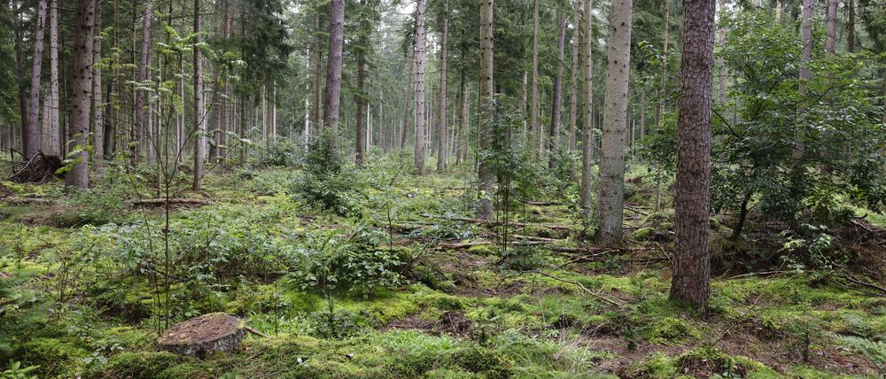 Die Dürresituation in Deutschland hat sich durch das feuchte Winterhalbjahr und den teils sehr nassen Sommer deutlich verbessert.
