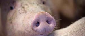 Ein weiterer Schweinestall mit ebenfalls mehreren hundert Tieren konnte durch die Feuerwehr vor dem Brand bewahrt werden.