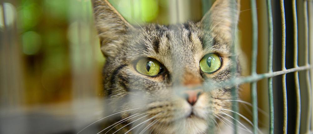 Streicheleinheiten gab es nicht, das wäre „zu viel Stress für die Tiere“. 