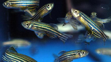 Zebrafische im Aquarium des Tübinger Max-Planck-Instituts für Entwicklungsbiologie.