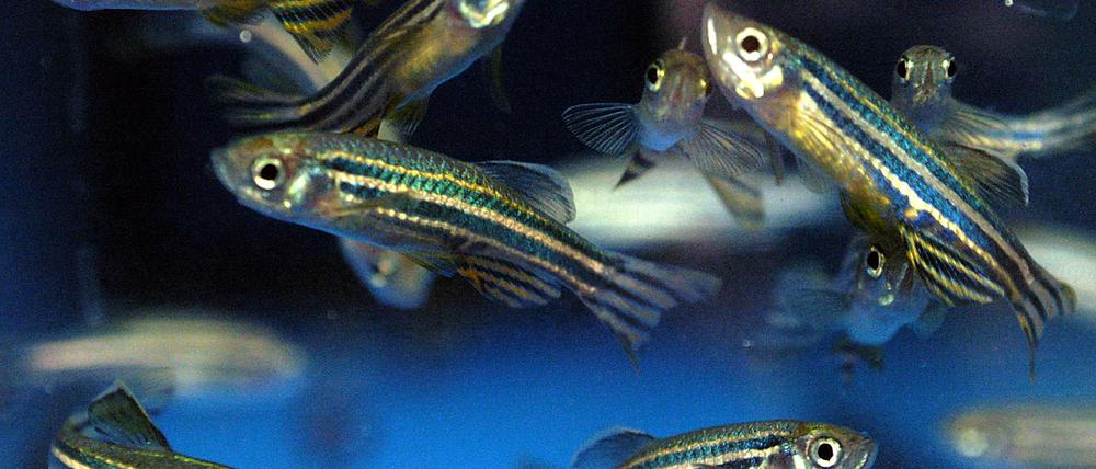 Zebrafische im Aquarium des Tübinger Max-Planck-Instituts für Entwicklungsbiologie.