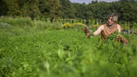 PRODUKTION - 30.08.2023, Berlin: Maximilian Ueberschär, der Gründer des Projekts, erntet Möhren auf seinem Gemüseacker Lindenallee, auf dem seit 2017 nach dem Vorbild der solidarischen Landwirtschaft gewirtschaftet wird. Regionale Lebensmittel sind seit Jahren im Trend, auch wegen der Klimadebatte. Das bringt Aufwind für die Solidarische Landwirtschaft, die von den Konsumenten direkt finanziert und mitbestimmt wird. Der Berliner Künstler Max Ueberschär betreibt solch einen Acker (zu dpa «Gartenkünstler: Max Ueberschärs Gemüseacker im Solawi-Prinzip») Foto: Jens Kalaene/dpa +++ dpa-Bildfunk +++