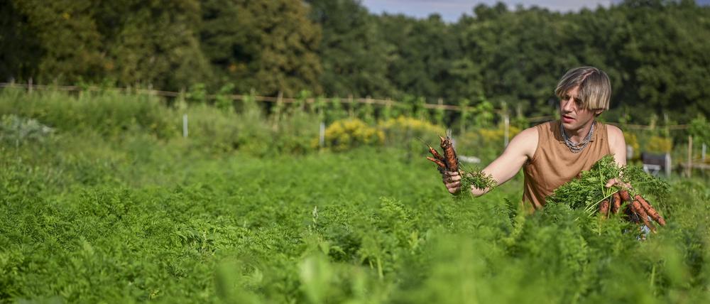 PRODUKTION - 30.08.2023, Berlin: Maximilian Ueberschär, der Gründer des Projekts, erntet Möhren auf seinem Gemüseacker Lindenallee, auf dem seit 2017 nach dem Vorbild der solidarischen Landwirtschaft gewirtschaftet wird. Regionale Lebensmittel sind seit Jahren im Trend, auch wegen der Klimadebatte. Das bringt Aufwind für die Solidarische Landwirtschaft, die von den Konsumenten direkt finanziert und mitbestimmt wird. Der Berliner Künstler Max Ueberschär betreibt solch einen Acker (zu dpa «Gartenkünstler: Max Ueberschärs Gemüseacker im Solawi-Prinzip») Foto: Jens Kalaene/dpa +++ dpa-Bildfunk +++