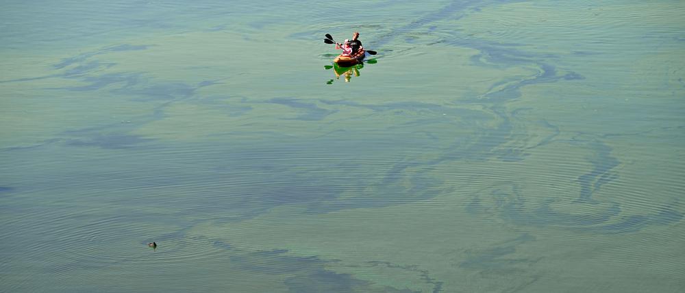 Ein Paddelboot durchquert einen Teppich aus Blaualgen in dem von der Havel gespeisten Stößensee.