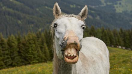 
Lipizzaner SteiermarkVolker Renner für Merian

LipizzanerSteiermark mark0912