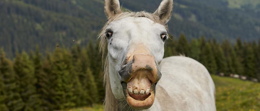 
Lipizzaner SteiermarkVolker Renner für Merian

LipizzanerSteiermark mark0912