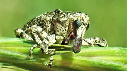 Der seltene Plattnasen-Holzrüssler profitiert vom Klimawandel: Er vermehrt sich in absterbenden Eichen. 