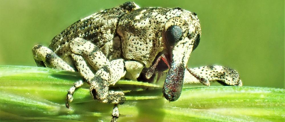 Der seltene Plattnasen-Holzrüssler profitiert vom Klimawandel: Er vermehrt sich in absterbenden Eichen.