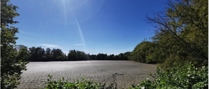 Die trockengelegten Teiche in Pankow-Heinersdorf.