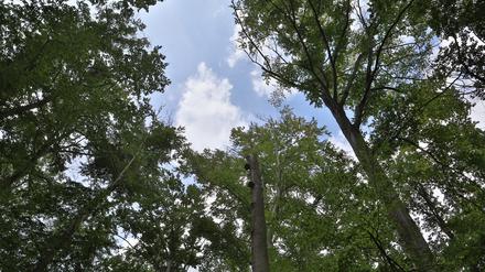 Bäume unter leicht bewölktem Himmel.