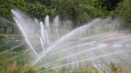 Pflanzen werden auf einem Feld bewässert. +++ dpa-Bildfunk +++