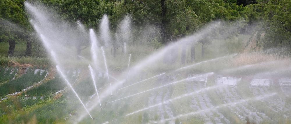 Pflanzen werden auf einem Feld bewässert. +++ dpa-Bildfunk +++