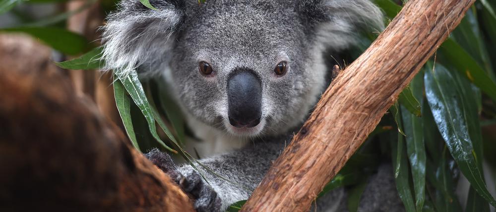 Koala: Im australischen Bundesstaat New South Wales vom Aussterben bedroht.