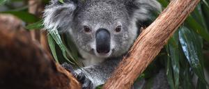 Koala: Im australischen Bundesstaat New South Wales vom Aussterben bedroht.