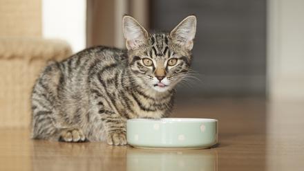 Haustier wie Katzen sind in Deutschland sehr beliebt.
