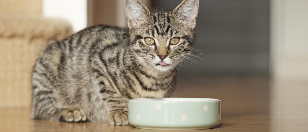 Haustier wie Katzen sind in Deutschland sehr beliebt.