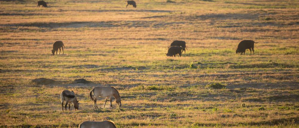 PRODUKTION - 04.09.2023, Brandenburg, Dallgow-Döberitz: Wisente und Przewalski-Pferde grasen auf der Wüste in der Döberitzer Heide. Nur 30 Kilometer vom Berliner Alexanderplatz entfernt, wartet in der Döberitzer Heide ein großes Naturerlebnis auf Wanderer: In Sielmanns Naturlandschaft gibt es Wisente, Wildpferde und Wiedehopfe in freier Wildbahn zu sehen. Und bald wird ein Naturerlebniszentrum eröffnet (zu dpa «Neues Naturerlebniszentrum: Es herrscht Ruhe in der Döberitzer Heide») Foto: Ingolf König/dpa +++ dpa-Bildfunk +++