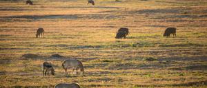 PRODUKTION - 04.09.2023, Brandenburg, Dallgow-Döberitz: Wisente und Przewalski-Pferde grasen auf der Wüste in der Döberitzer Heide. Nur 30 Kilometer vom Berliner Alexanderplatz entfernt, wartet in der Döberitzer Heide ein großes Naturerlebnis auf Wanderer: In Sielmanns Naturlandschaft gibt es Wisente, Wildpferde und Wiedehopfe in freier Wildbahn zu sehen. Und bald wird ein Naturerlebniszentrum eröffnet (zu dpa «Neues Naturerlebniszentrum: Es herrscht Ruhe in der Döberitzer Heide») Foto: Ingolf König/dpa +++ dpa-Bildfunk +++
