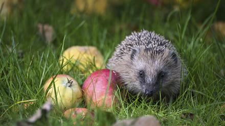 Small hedgehog (Erinaceus europaeus) with apples on a meadow in autumn, concept for wildlife and animal protection, copy space, selected focus, narrow depth of field