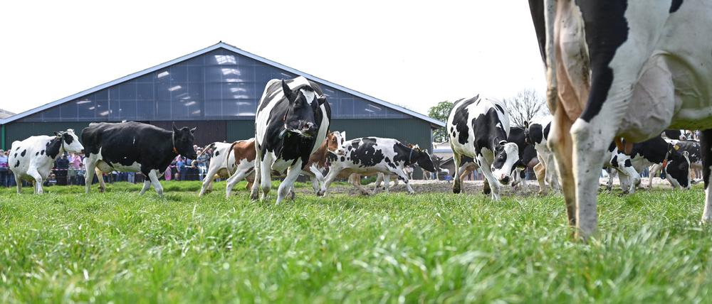 Die Kühe eines Milchviehbetriebes in Niedersachsen laufen vom Stall auf die Weide.
