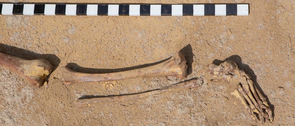 Remaining Hybrids2, Sarah Oh-Mock, Baerenzwinger Berlin 2023, Foto Juan Saez.jpeg