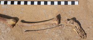 Remaining Hybrids2, Sarah Oh-Mock, Baerenzwinger Berlin 2023, Foto Juan Saez.jpeg