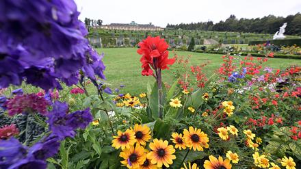 Potsdam, 29.08.2023 / Lokales / Park Sanssouci, Schloss Sanssouci, Blumen, Wetter, Stadtbilder, Symbolfoto, Foto: Ottmar Winter PNN ACHTUNG: Foto ist ausschließlich für redaktionelle Berichterstattung der PNN und des TGSP! Eine kommerzielle Nutzung, z.B. Werbung, ist ausgeschlossen. Die Weitergabe an nicht autorisierte Dritte, insbesondere eine weitergehende Vermarktung über Bilddatenbanken, ist unzulässig.