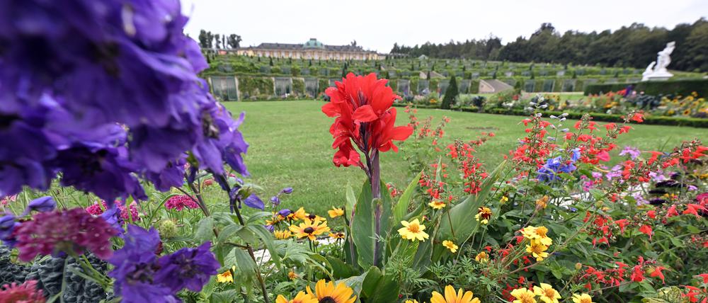 Potsdam, 29.08.2023 / Lokales / Park Sanssouci, Schloss Sanssouci, Blumen, Wetter, Stadtbilder, Symbolfoto, Foto: Ottmar Winter PNN ACHTUNG: Foto ist ausschließlich für redaktionelle Berichterstattung der PNN und des TGSP! Eine kommerzielle Nutzung, z.B. Werbung, ist ausgeschlossen. Die Weitergabe an nicht autorisierte Dritte, insbesondere eine weitergehende Vermarktung über Bilddatenbanken, ist unzulässig.