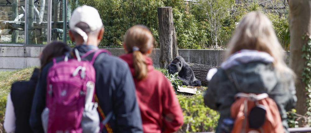 Ein Besuch im Zoo bildet immer. Wer es ganz genau wissen will, kann eine Führung buchen.