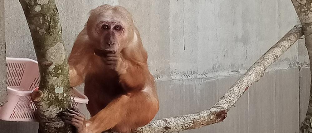 Der hier gezeigte Makak wurde von der Organisation „Save Vietnam·s Wildlife“ aus mehrjähriger Haustierhaltung befreit. Das Tier hatte Schnittspuren am Hals, Infektionen und zeigte starkes Angstverhalten vor Licht. Es wies selbstverletzendes Verhalten auf und schlug wiederholt den Kopf gegen die Wand. Trotz Behandlung verstarb das Tier, da es wohl aufgrund falscher Ernährung an Leber- und Nierenschäden litt.