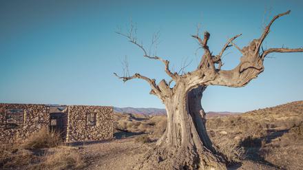 Ein abgestorbener alter Olivenbaum bei Almeria im Süden Spaniens. Hier mangelt es seit mehreren Jahren bereits an Niederschlägen.