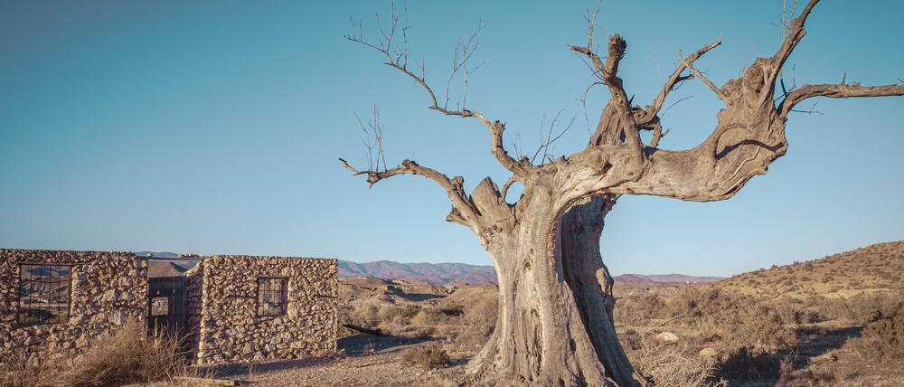 Ein abgestorbener alter Olivenbaum bei Almeria im Süden Spaniens. Hier mangelt es seit mehreren Jahren bereits an Niederschlägen.