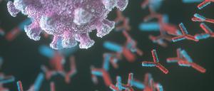 Antikörper greifen das Coronavirus an: Diese Moleküle werden von Plasmazellen produziert.
