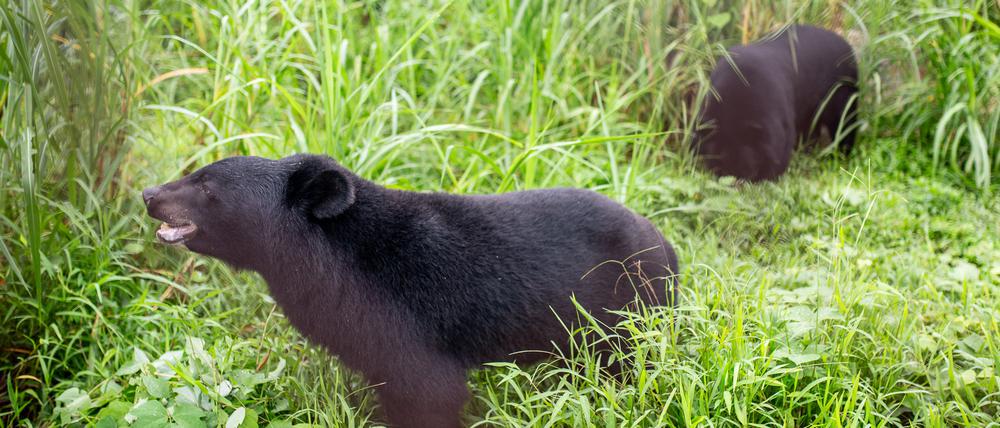 Asiatische Kragenbären streifen in einem Gehege im Bärenwald nahe der Stadt Ninh Binh im Norden Vietnams umher. Die Tiere können sich hier endlich von den Qualen früherer Jahre erholen.