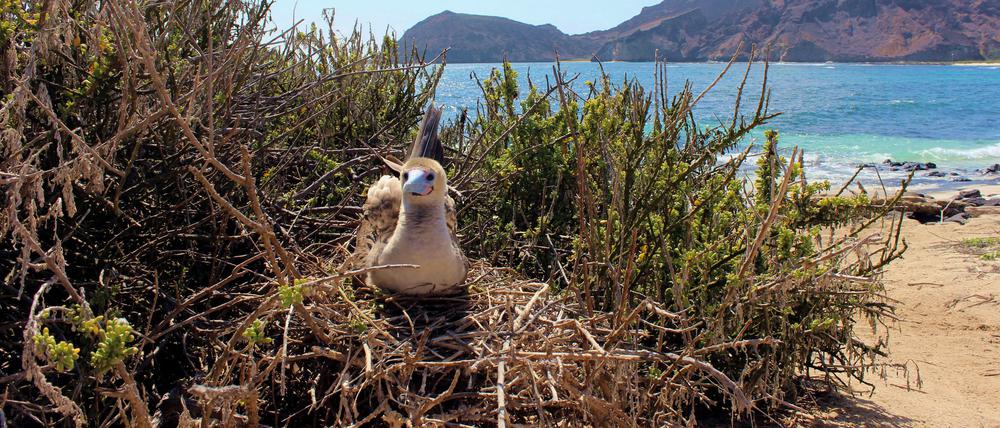 Angesichts der grassierenden Vogelgrippe gehen die ecuadorianischen Behörden 2023 Hinweisen auf kranke Vögel auf den Galapagosinseln nach.