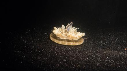 Cassiopea können zwar schwimmen, liegen aber viel lieber kopfüber am Boden und lassen ihre Tentakel über sich baumeln.  