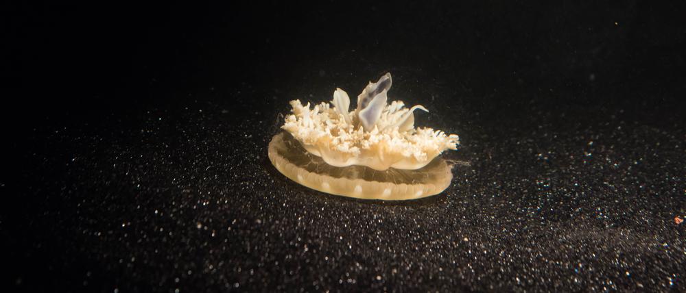 Cassiopea können zwar schwimmen, liegen aber viel lieber kopfüber am Boden und lassen ihre Tentakel über sich baumeln.  