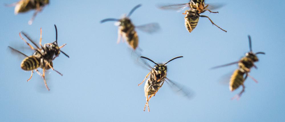 Die Wespen kommen! Im frühen Herbst gibt es die meisten Wespen: hier die Deutsche Wespe mit der ankerförmigen Zeichnung auf der Stirn.