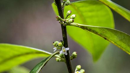 Ein Zuchtprogramm soll für Ilex sapiiformis gestartet werden.