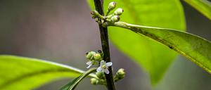 Ein Zuchtprogramm soll für Ilex sapiiformis gestartet werden.