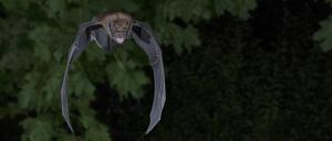 Der Große Abendsegler (Nyctalus noctula) frisst jede Nacht 2000 Kleininsekten.
