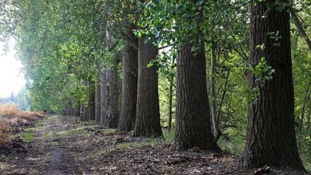 Alte Pappeln an der Nuthe im Bereich Potsdam Drewitz